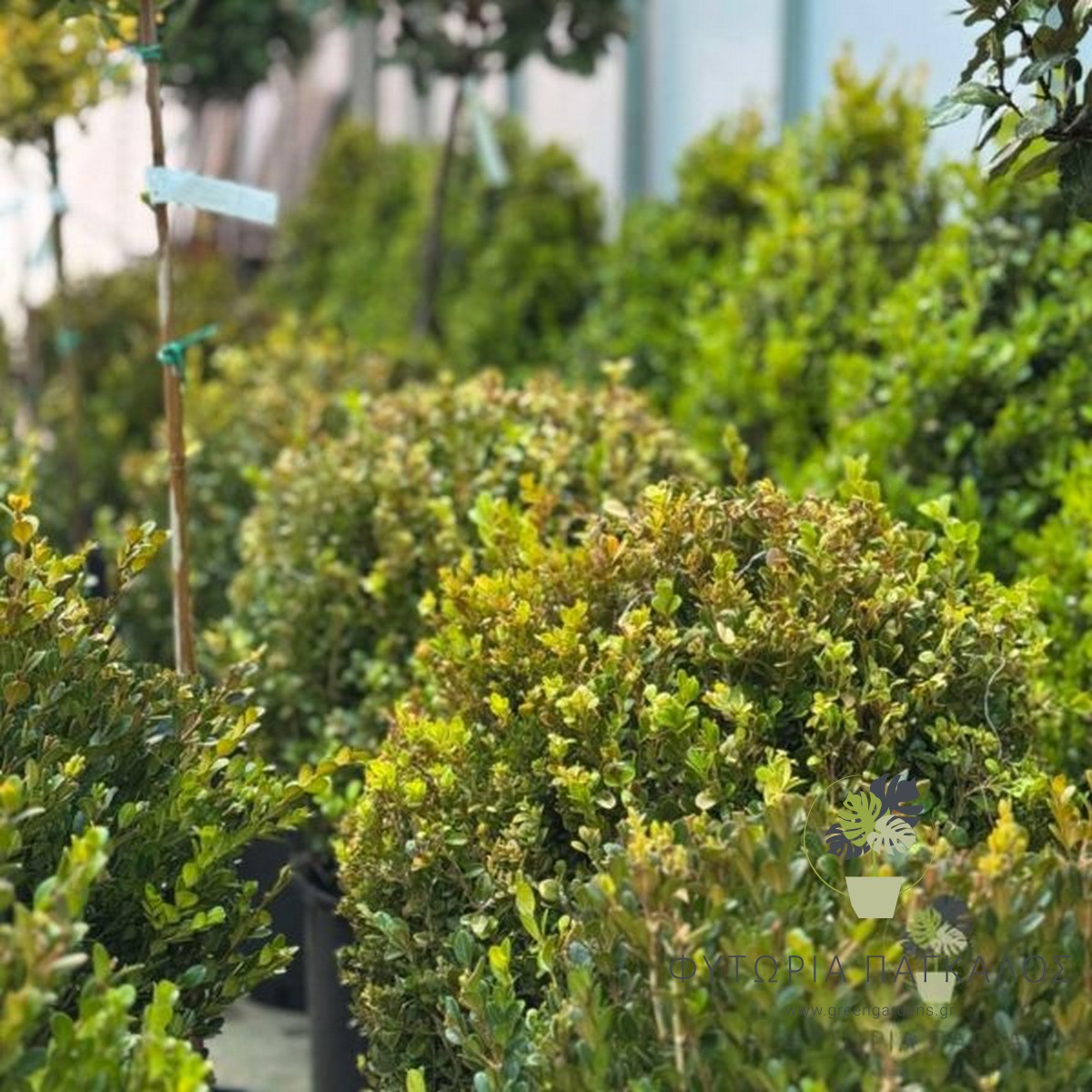 Μπόξους (Buxus sempervirens)